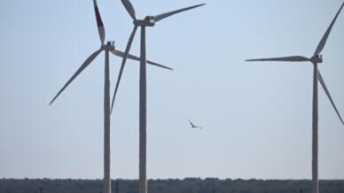 Shortly after his return to power in January, Trump moved to block all new permits for windfarms on federal lands and waters