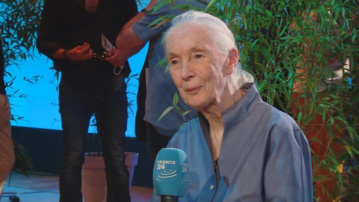 Jane Goodall, the pioneering primatologist, conservationist and activist, died on October 1 aged 91.