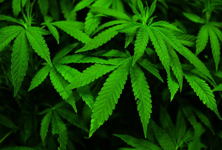 Best Weed Growing Kits & Indoor Grow Box Kits for Marijuana