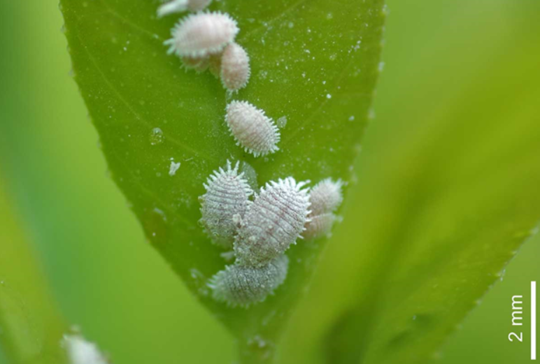 What Are These White Hairy Bugs On My Weed Plants?