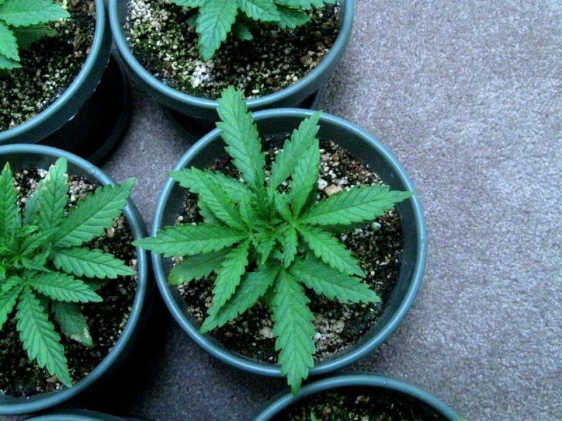 10 Mistakes to Avoid When Growing Weed Indoors